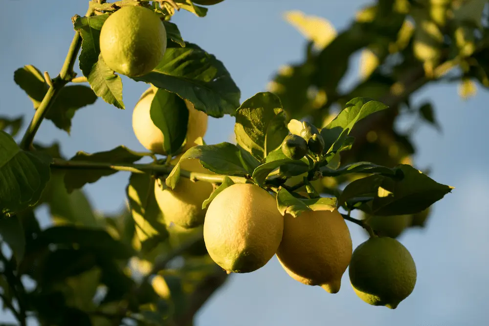 How to Grow Lemon Trees in the UK — In Pots, Indoors, and Against a Sunny Wall