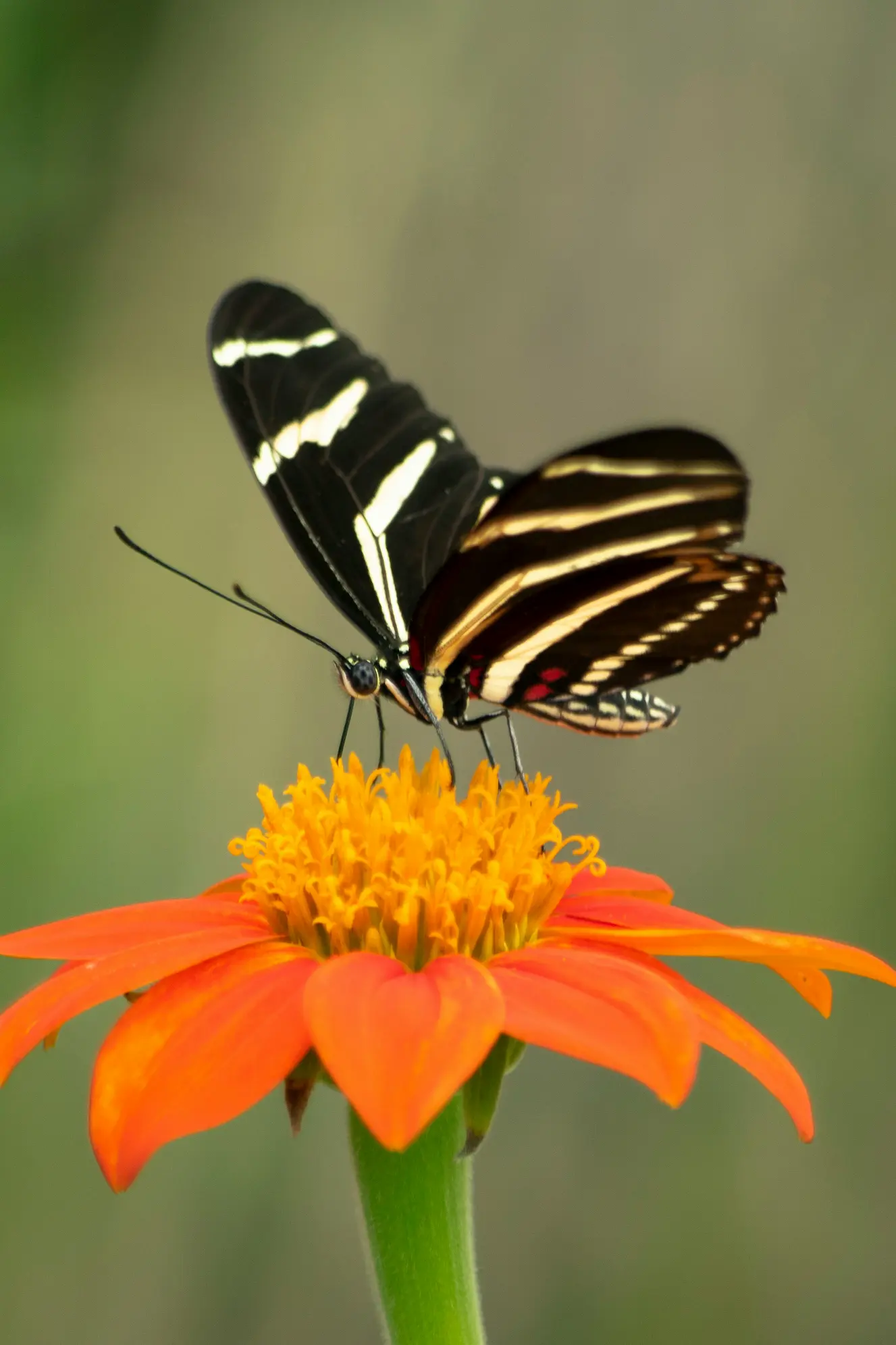 garden that attracts butterflies