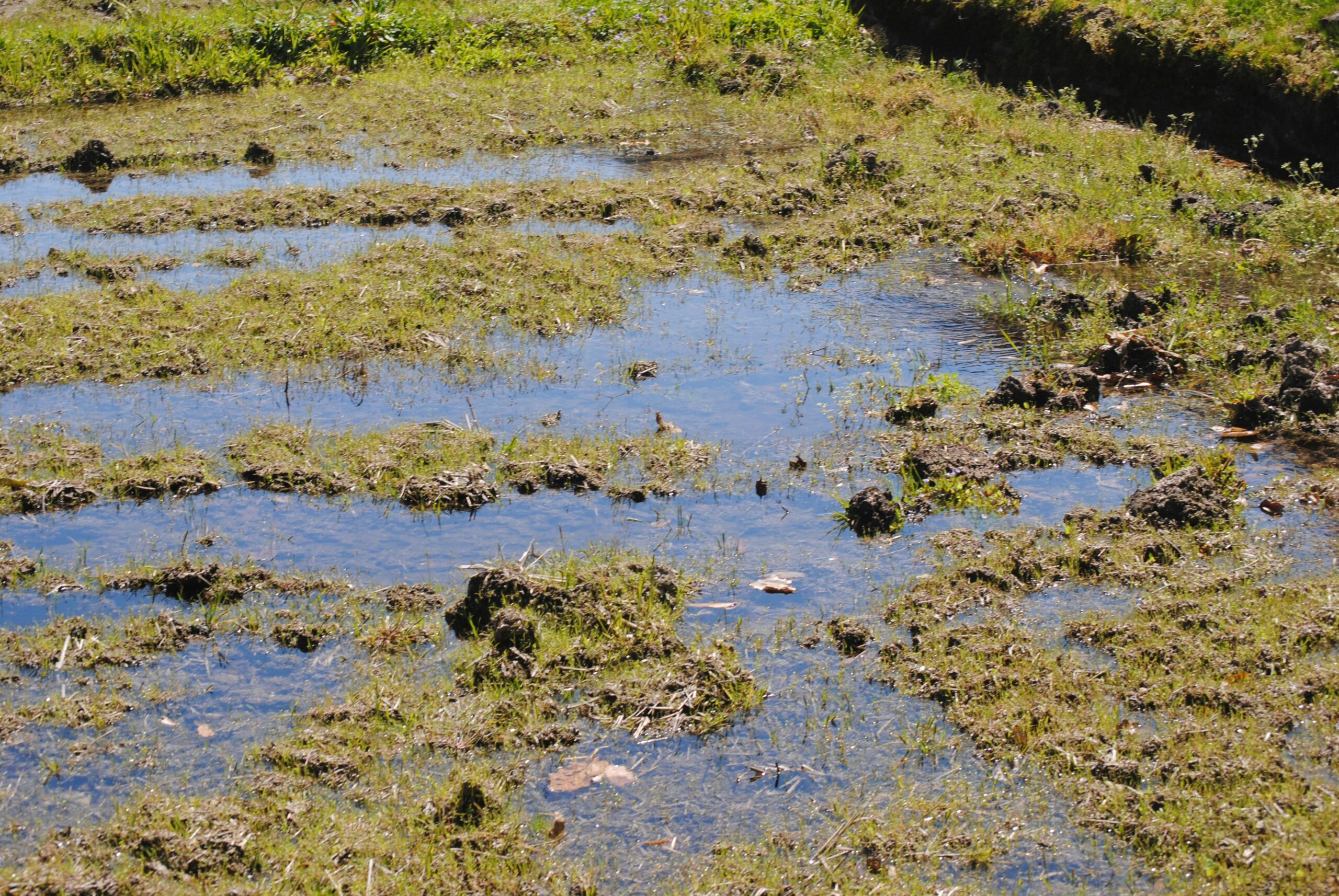 how to fix waterlogged soil in a UK garden