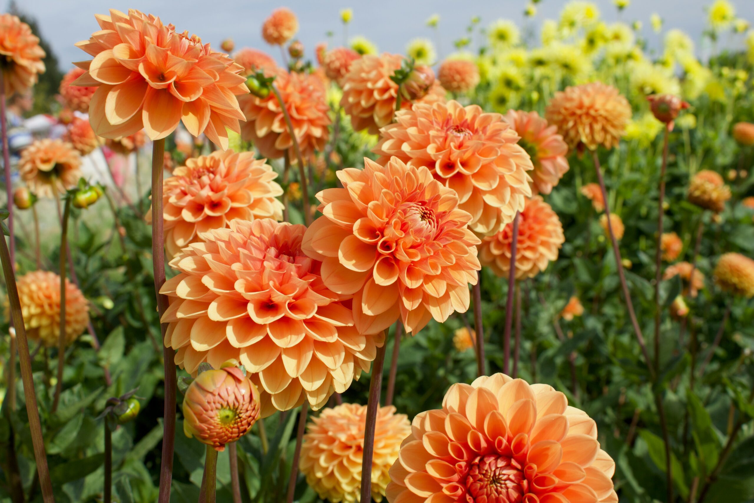 how to grow dahlias in the UK