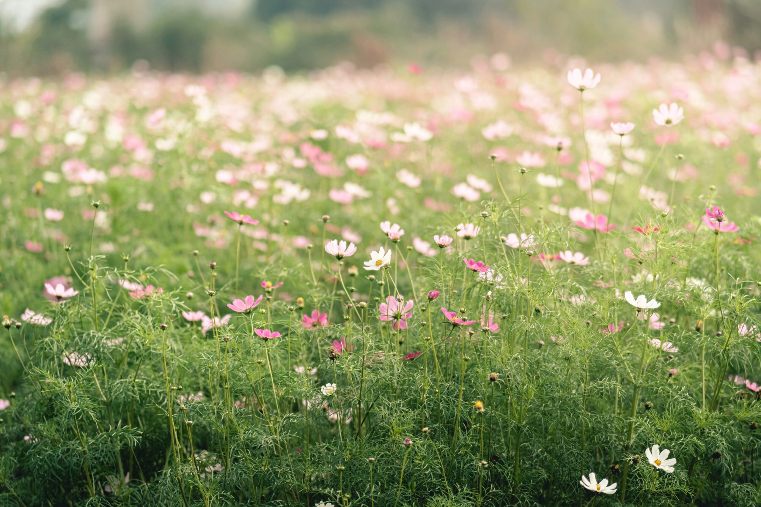 how to grow cosmos