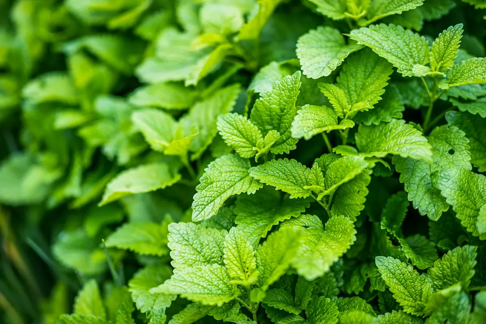 Grow Mint in the UK — 5 Essential Tips to Keep It Contained
