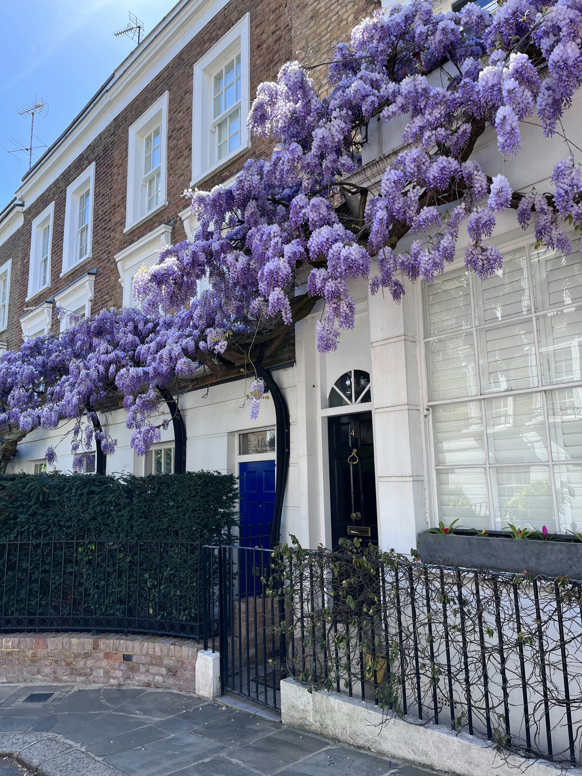 how to grow wisteria in the UK